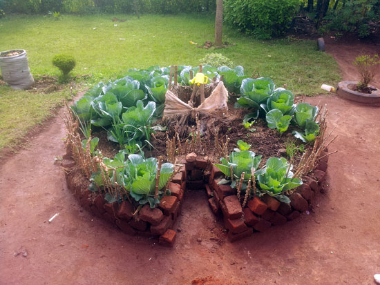 Keyhole beds lend themselves to multiple design options. Originally invented to maximize growing space while retaining accessibility, a raised bed keyhole can become a garden feature. This miniature display version of a keyhole garden was made as a training demonstration for families living in Kasubi Slum just outside Kampala where Revelation Life (a UK-based NGO) works to bring hope, restoration and sustainability to people living in poverty. It was built in Kasubi with the help of families from the slum, in order to train them in the garden’s construction. Since then it has been used to grow a rotation of chilies, cabbages, spring onions, spinach, kale and other local greens.